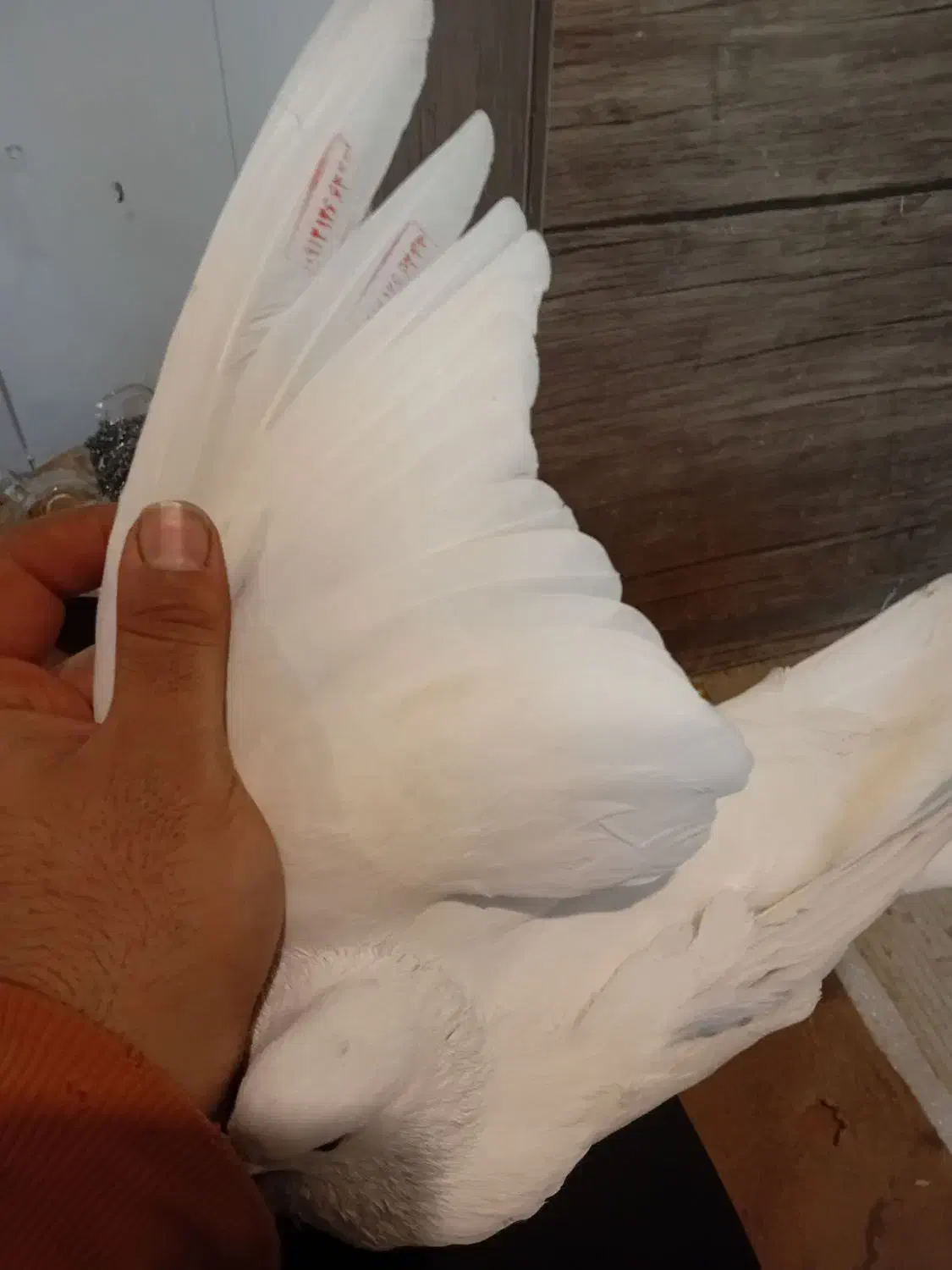 کفتر یا کبوتر|حیوانات|آبیک, |دیوار