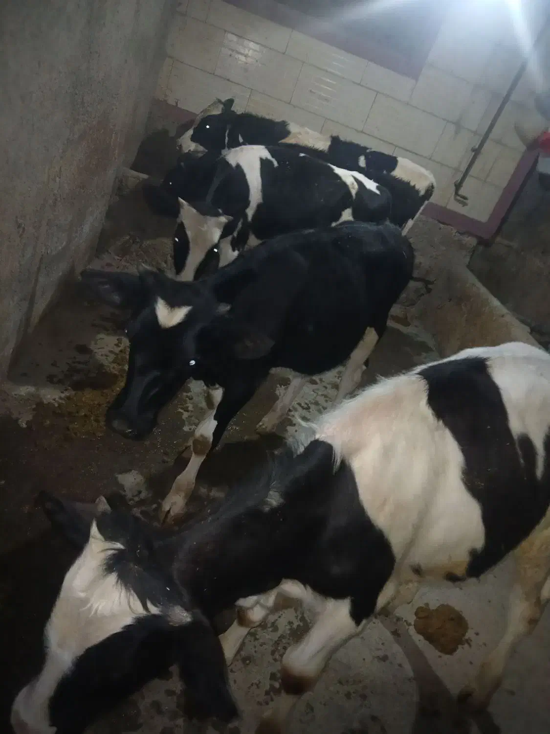 فروش سه راس گوساله|حیوانات مزرعه|زرین دشت (همدان), |دیوار