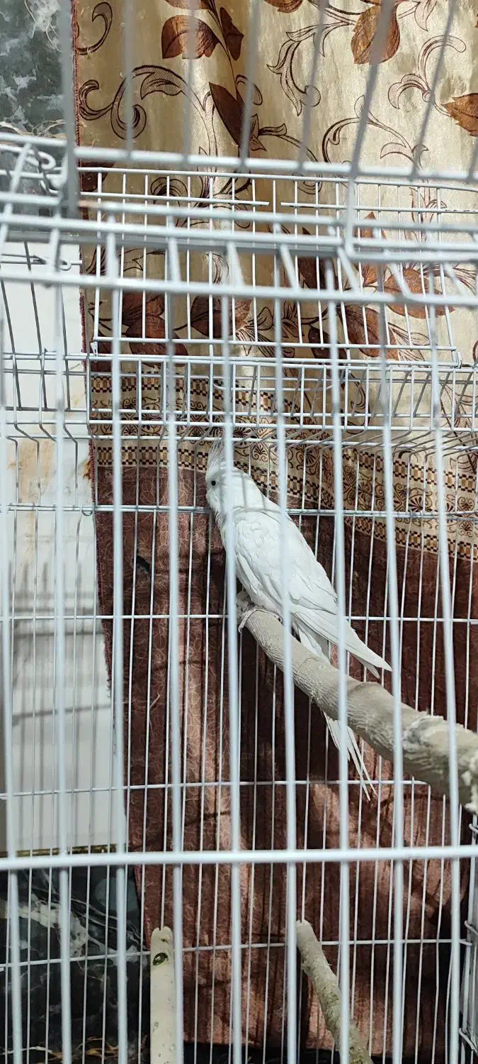 عروس هلندی|پرنده|خاش, |دیوار