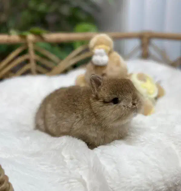 وودی|موش و خرگوش|اصفهان, باغ دریاچه|دیوار