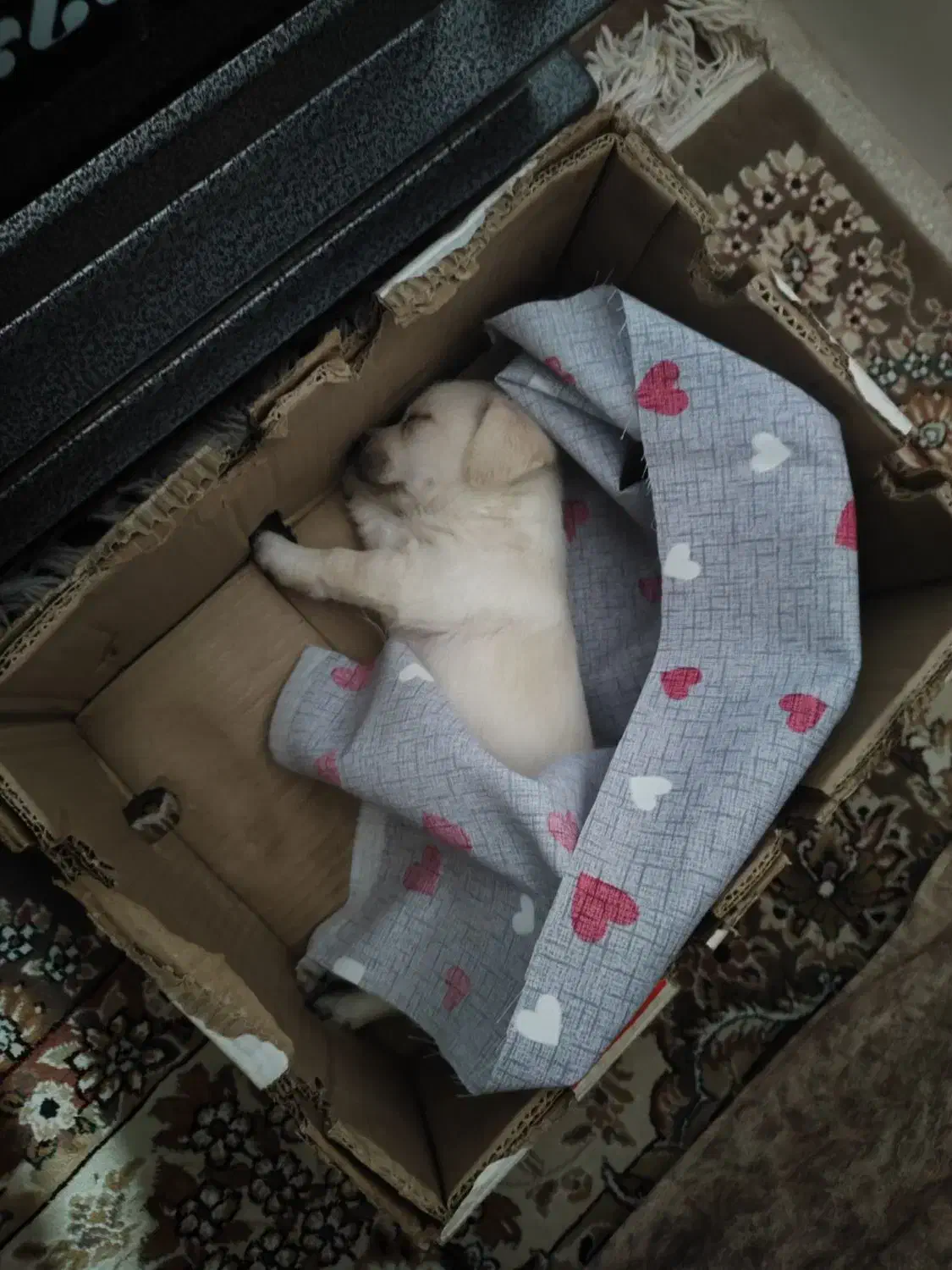 سگ نژاد پا کوتا|سگ|یزد, |دیوار