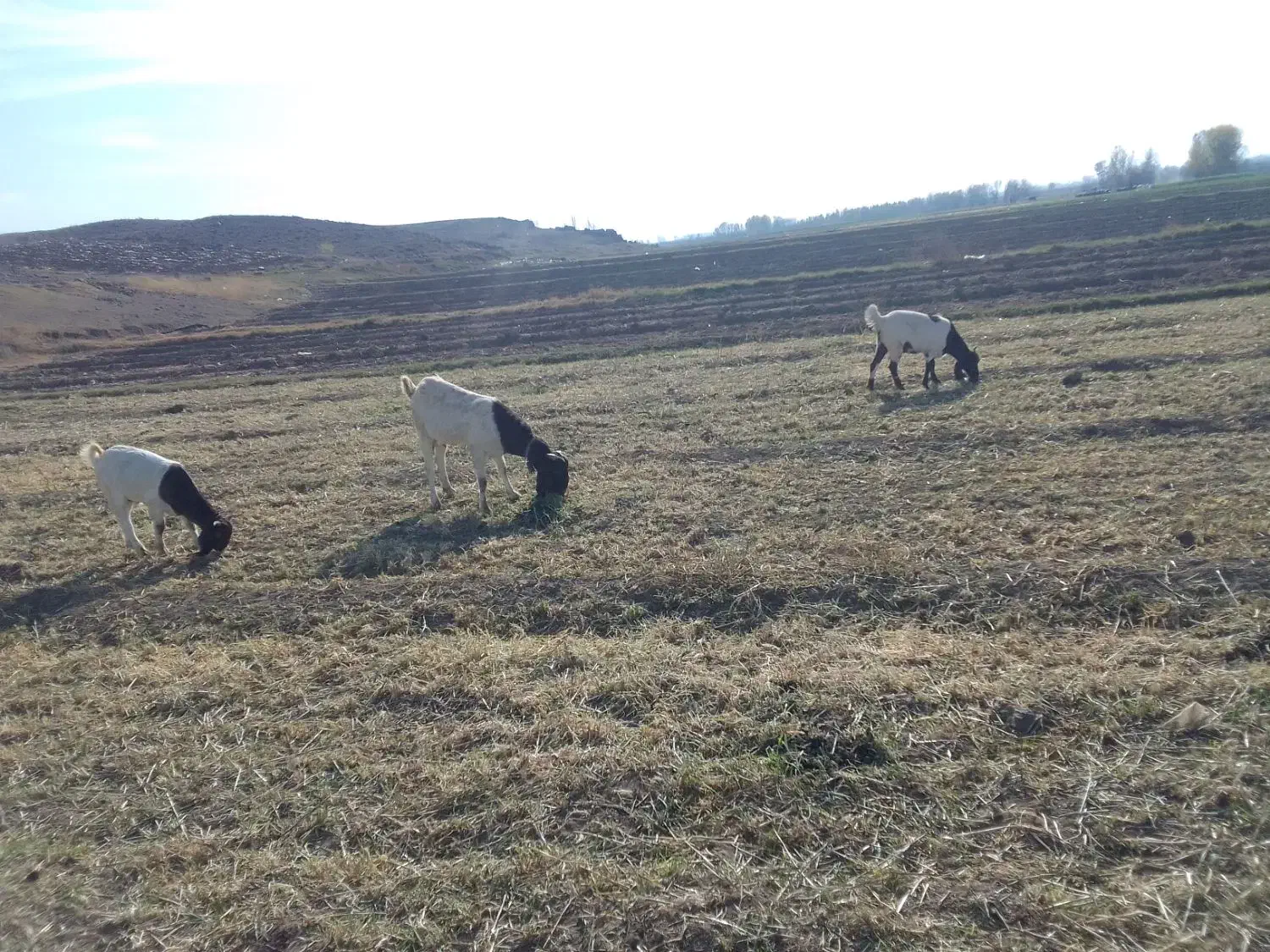 بزغاله بز|حیوانات مزرعه|ارشق, |دیوار