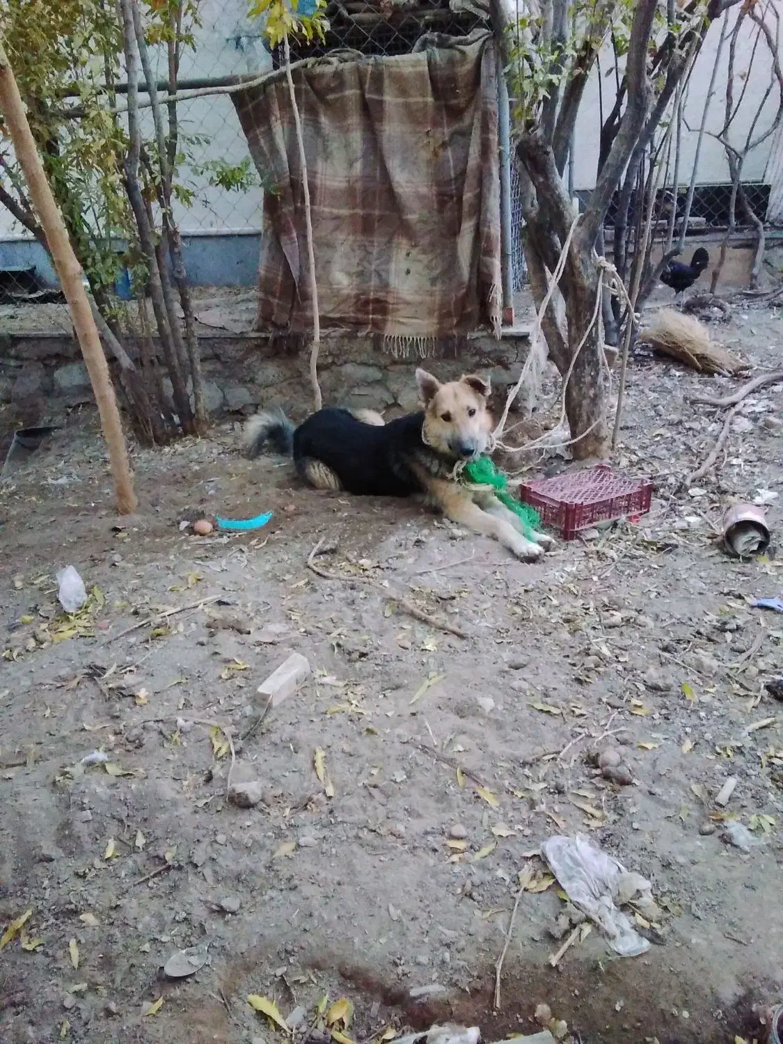 سگ ژرمن|سگ|درمیان, |دیوار