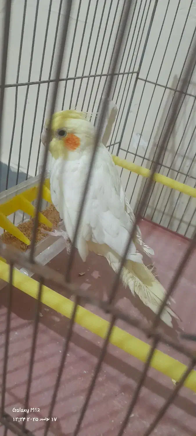 عروس هلندی لوتینو|پرنده|پاکدشت, پاکدشت (مامازند)|دیوار