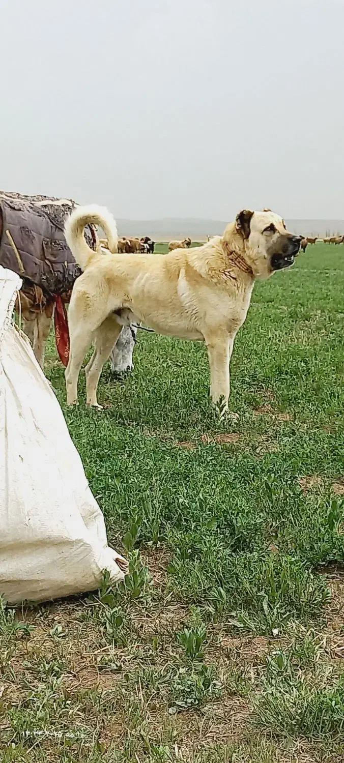 توله سگ سرابی نر۴ماهه|سگ|هریس, |دیوار