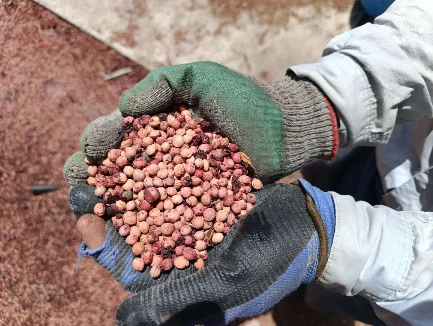 هسته البالو|عمده‌فروشی|تهران, شهرک ولیعصر جنوبی|دیوار