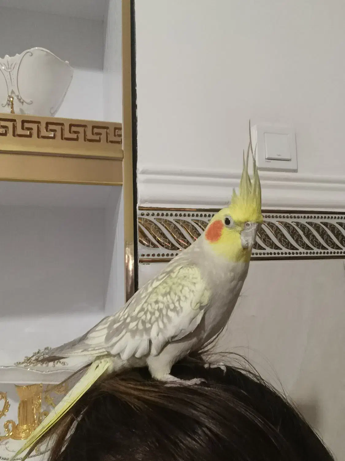 عروس هلندی|پرنده|نظرآباد, نجم آباد|دیوار