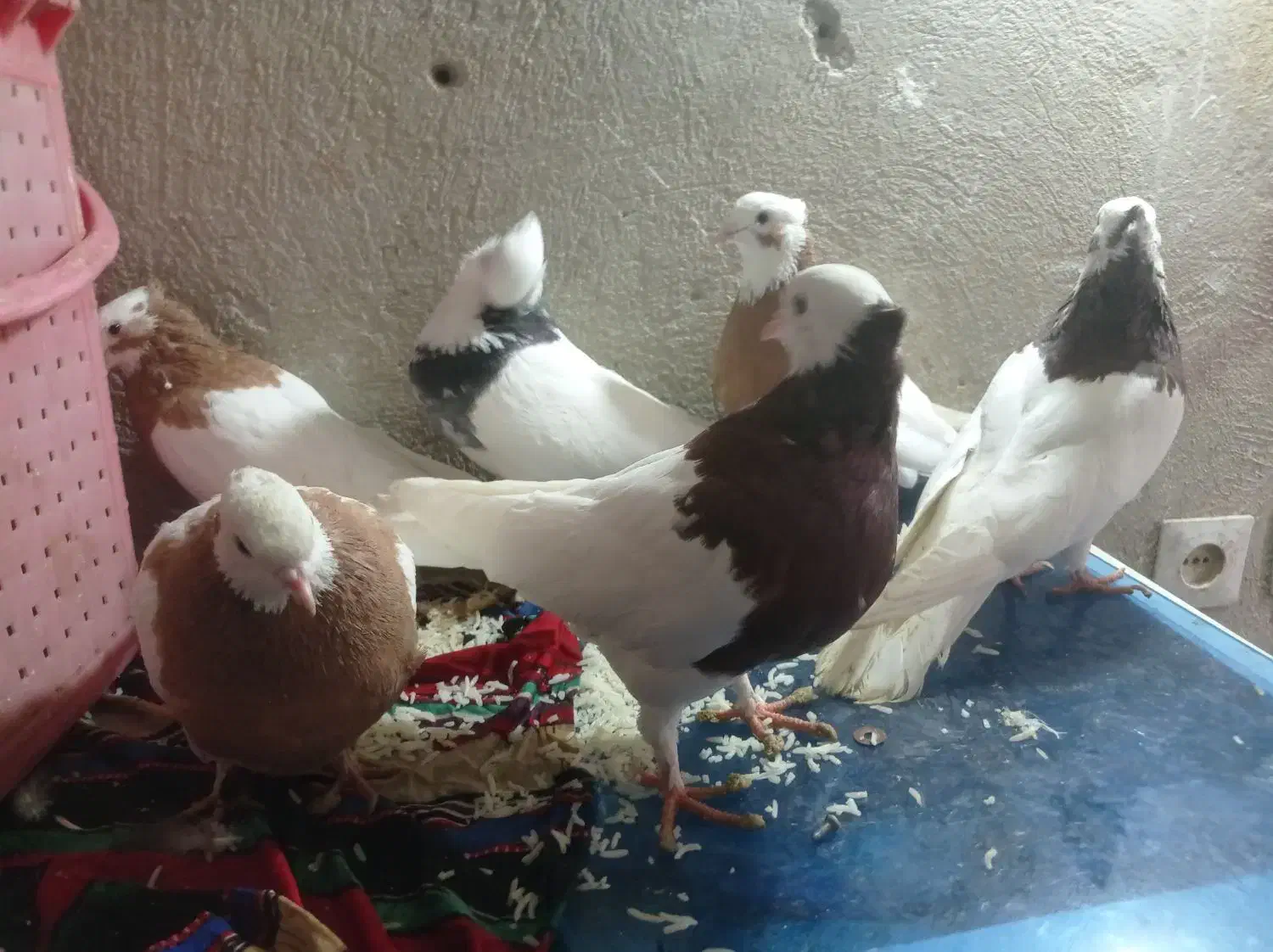 کبوتر|پرنده|دوگنبدان, |دیوار