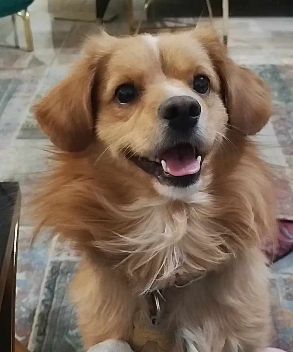 سگ گمشده|حیوانات|اصفهان, باغ دریاچه|دیوار