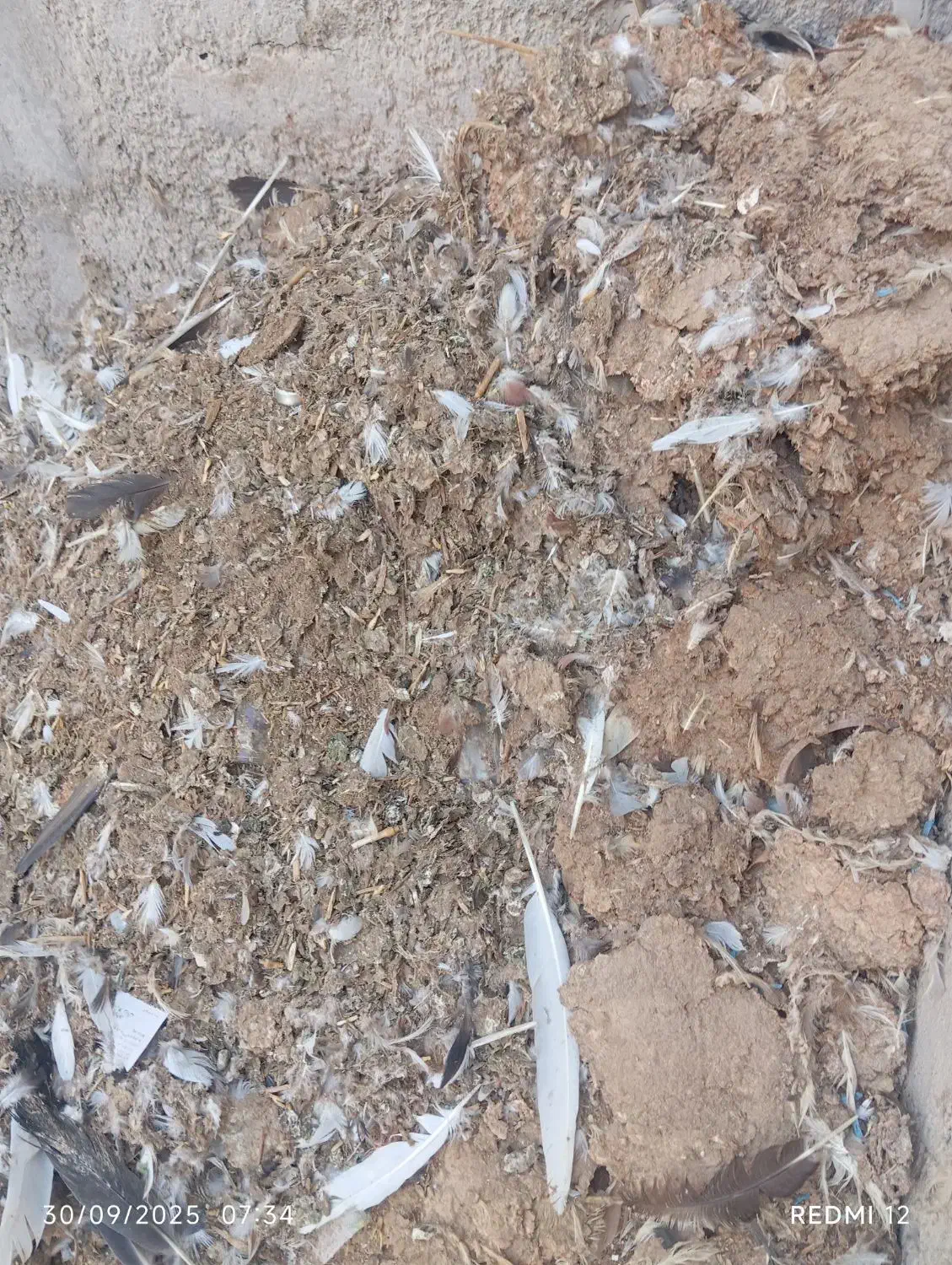 کود کبوتر ،کفتر|گل و گیاه طبیعی|قشم, |دیوار