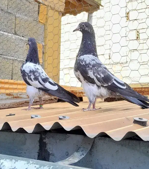 کبوتر یک جفت جوجه تیدی رشت|پرنده|رشت, خرسندی|دیوار
