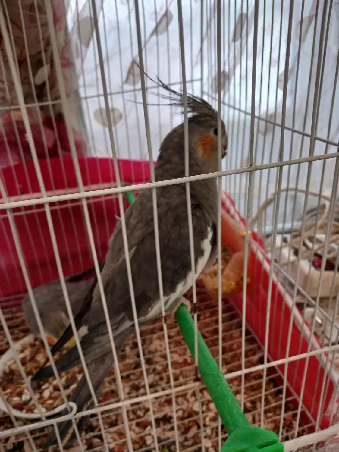 عروس هلندی نروماده|پرنده|مشهد, ایثارگران|دیوار