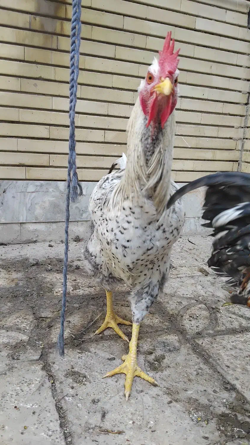 خروس|حیوانات مزرعه|فلاورجان, |دیوار