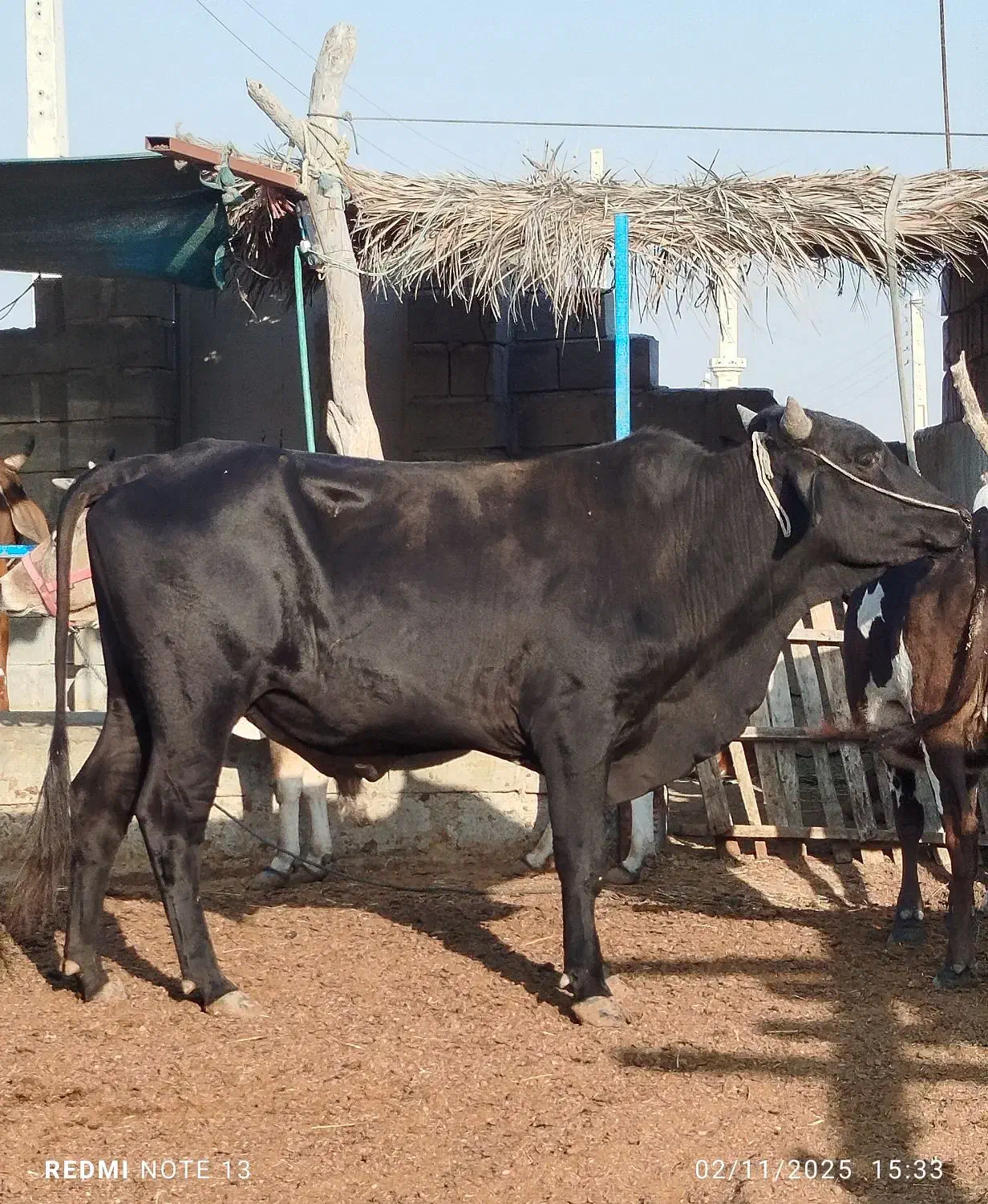 5 عدد نرگاو پاکستانی لاغر مخصوص پروار درجه یک|حیوانات مزرعه|سیریک, |دیوار