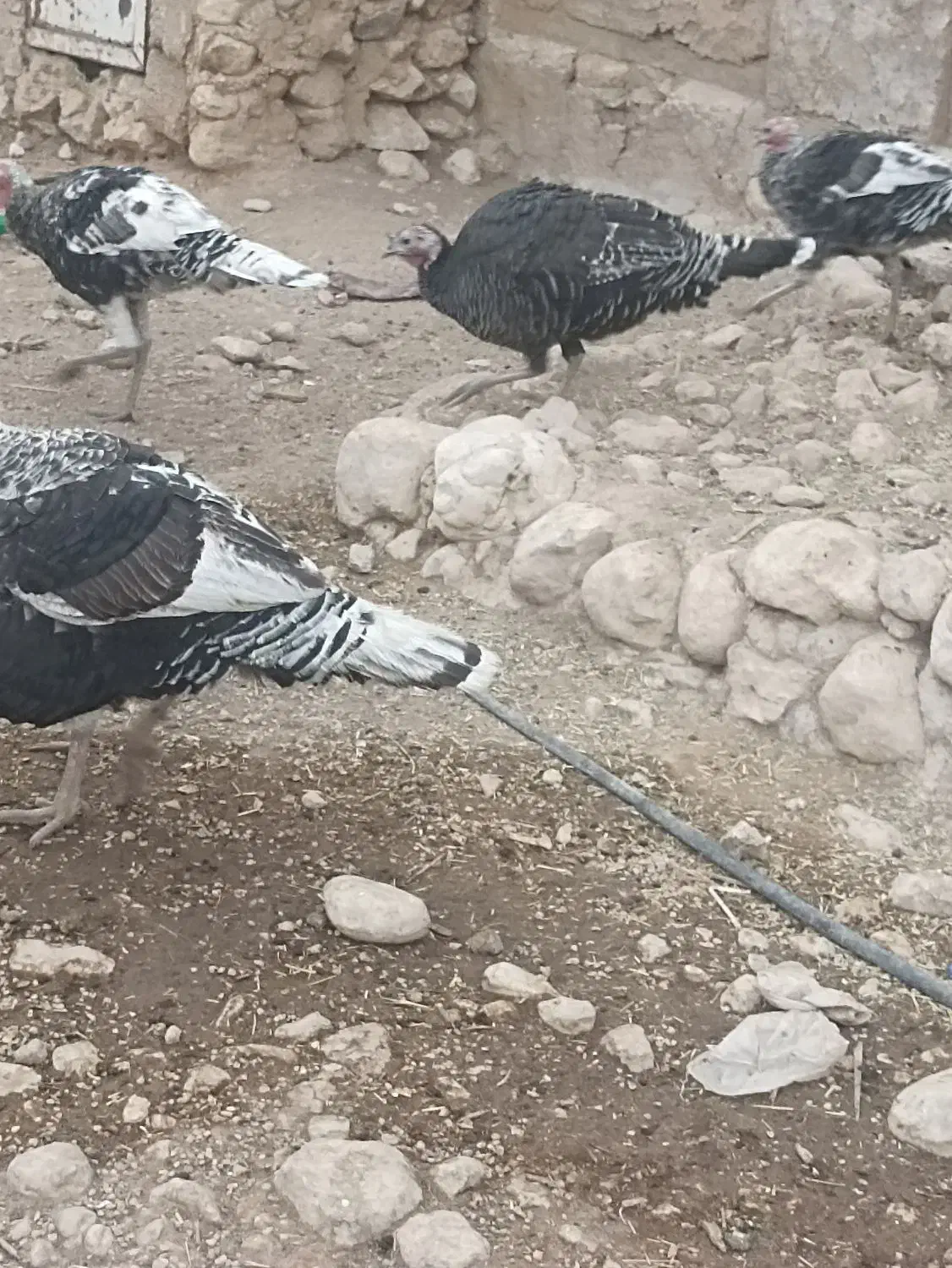 بوقلمون|حیوانات مزرعه|لیکک, |دیوار