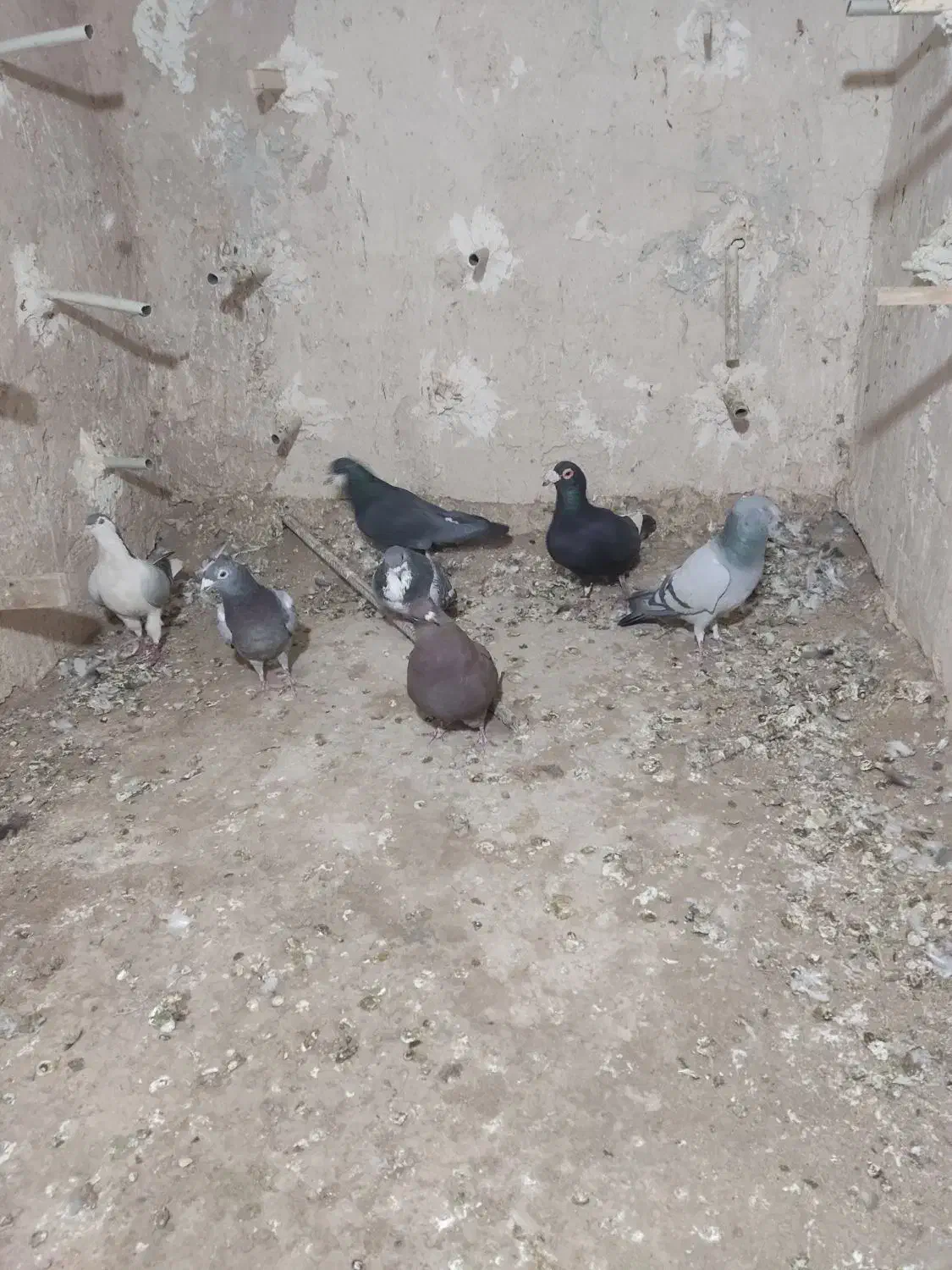 14تانرپریده|پرنده|کرمان, |دیوار