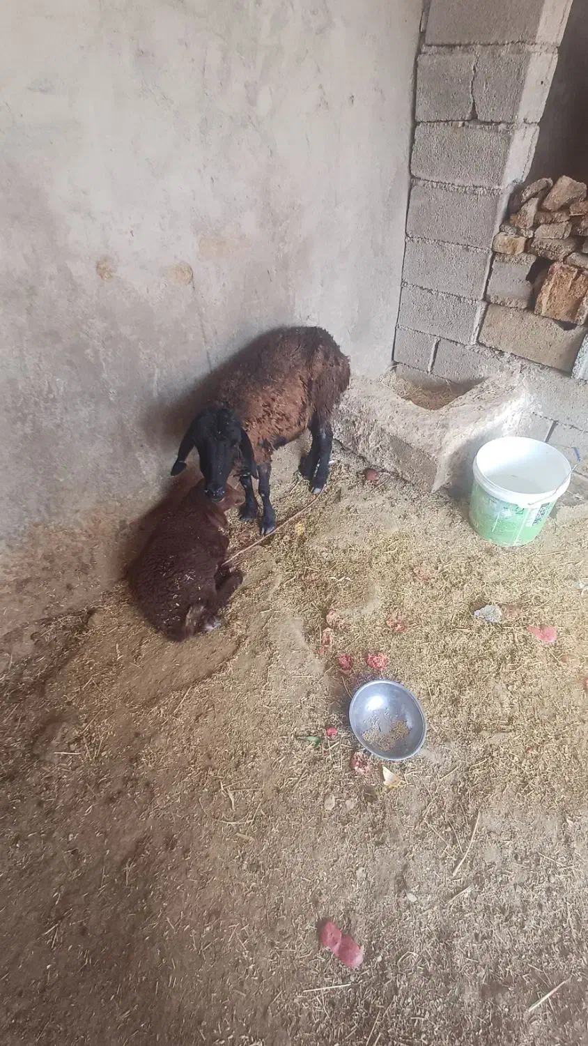 افشاری|حیوانات مزرعه|لالی, |دیوار