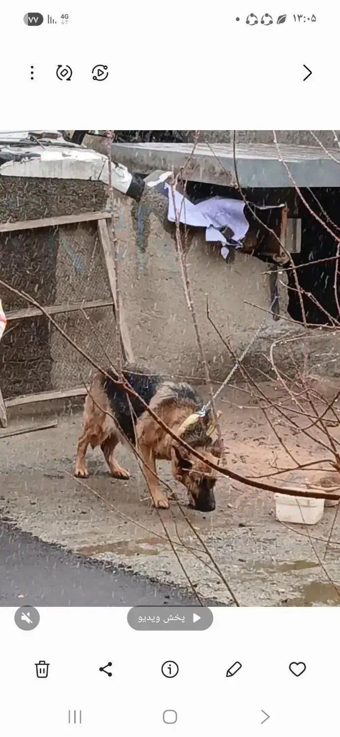 گمشده|حیوانات|بروجرد, |دیوار