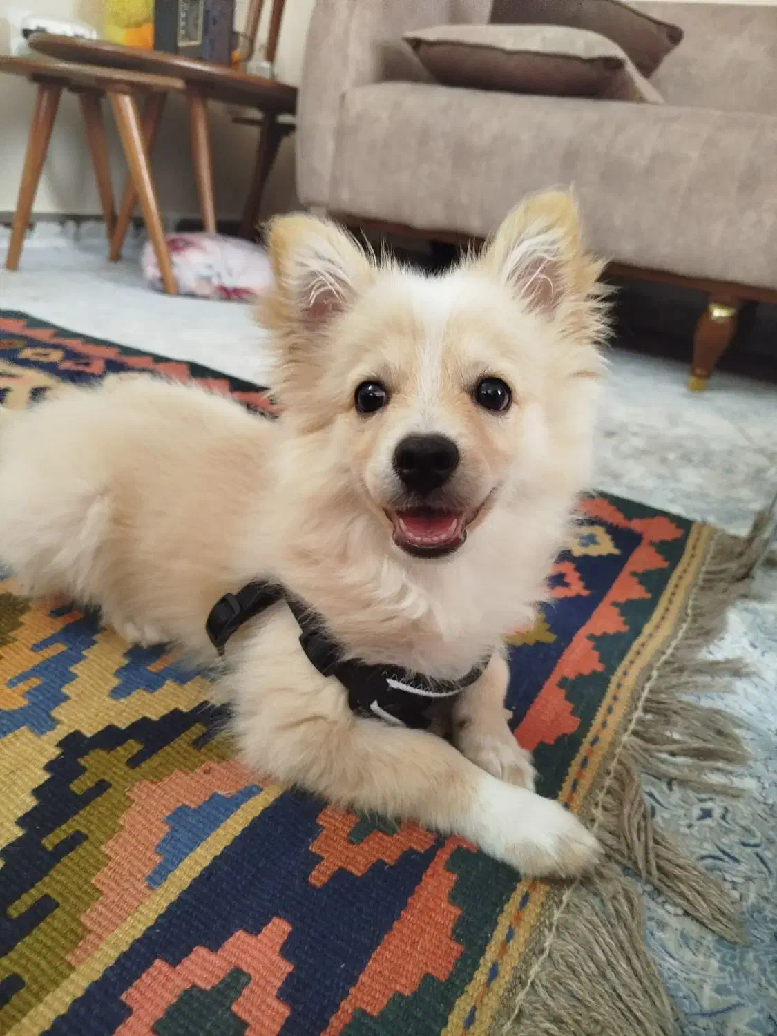 سگ پامر روباهی|سگ|شیراز, احمدآباد|دیوار