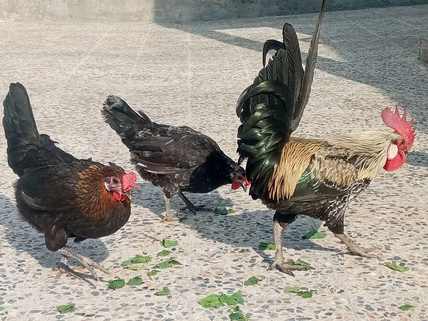 مرغ وخروس محلی کاکی|حیوانات مزرعه|خورموج, |دیوار