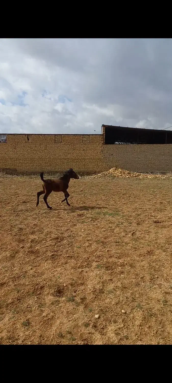 اسب|اسب و تجهیزات اسب‌سواری|اراک, |دیوار