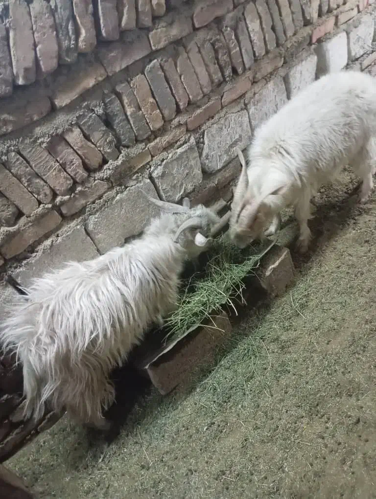 کره|حیوانات مزرعه|کرمان, |دیوار