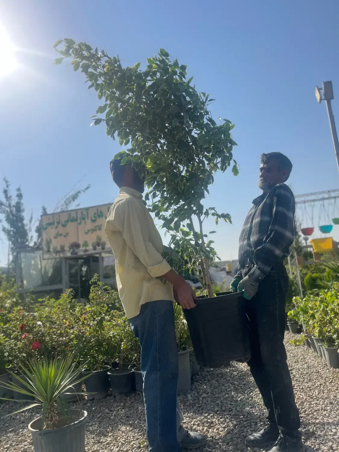 درخچه بنجامین ۲ متری ۳ تومان|گل و گیاه طبیعی|تهران, شهرک استقلال|دیوار