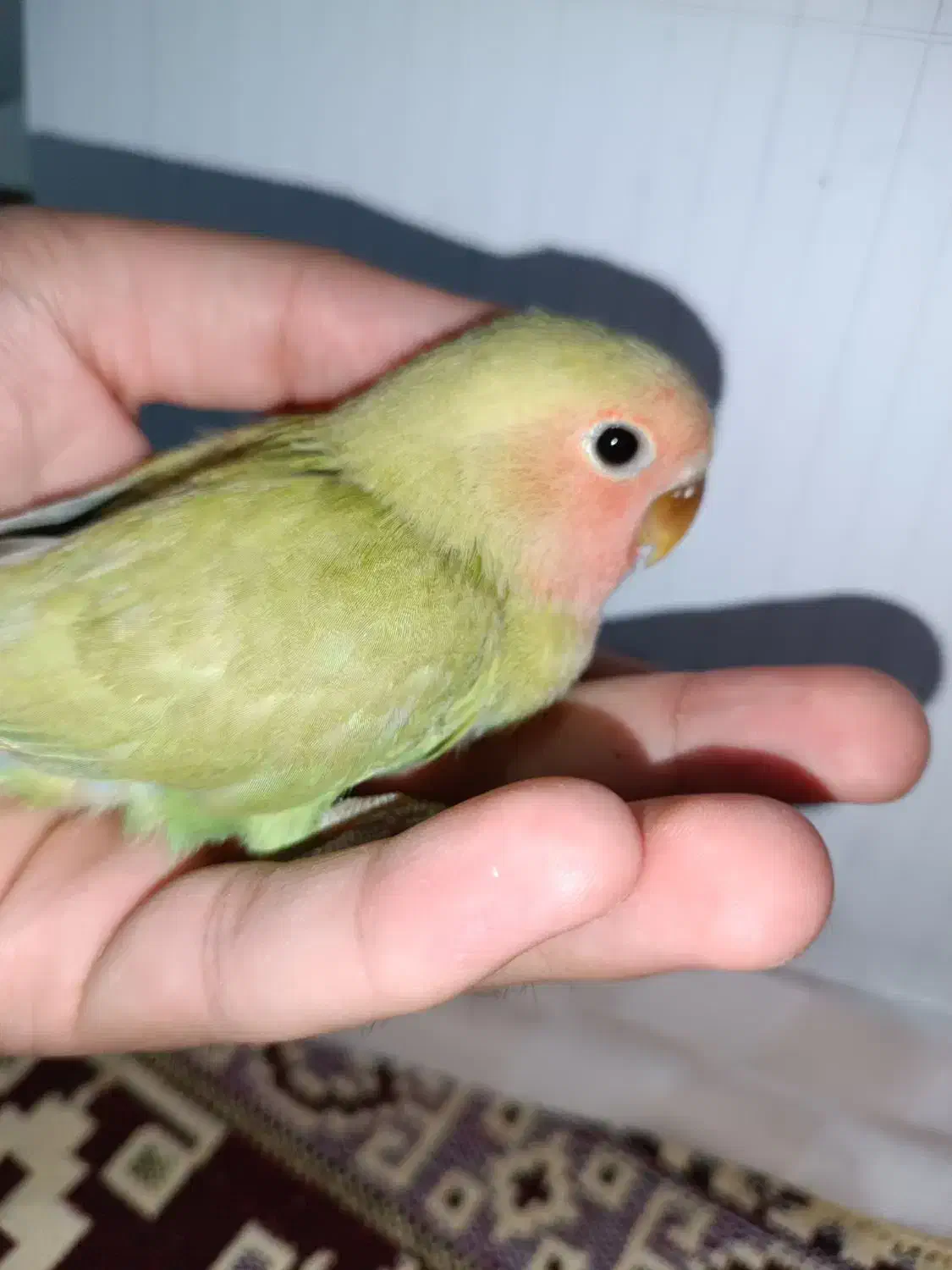 طوطی برزیلی صورت هلویی سرلاکی|پرنده|ارومیه, |دیوار