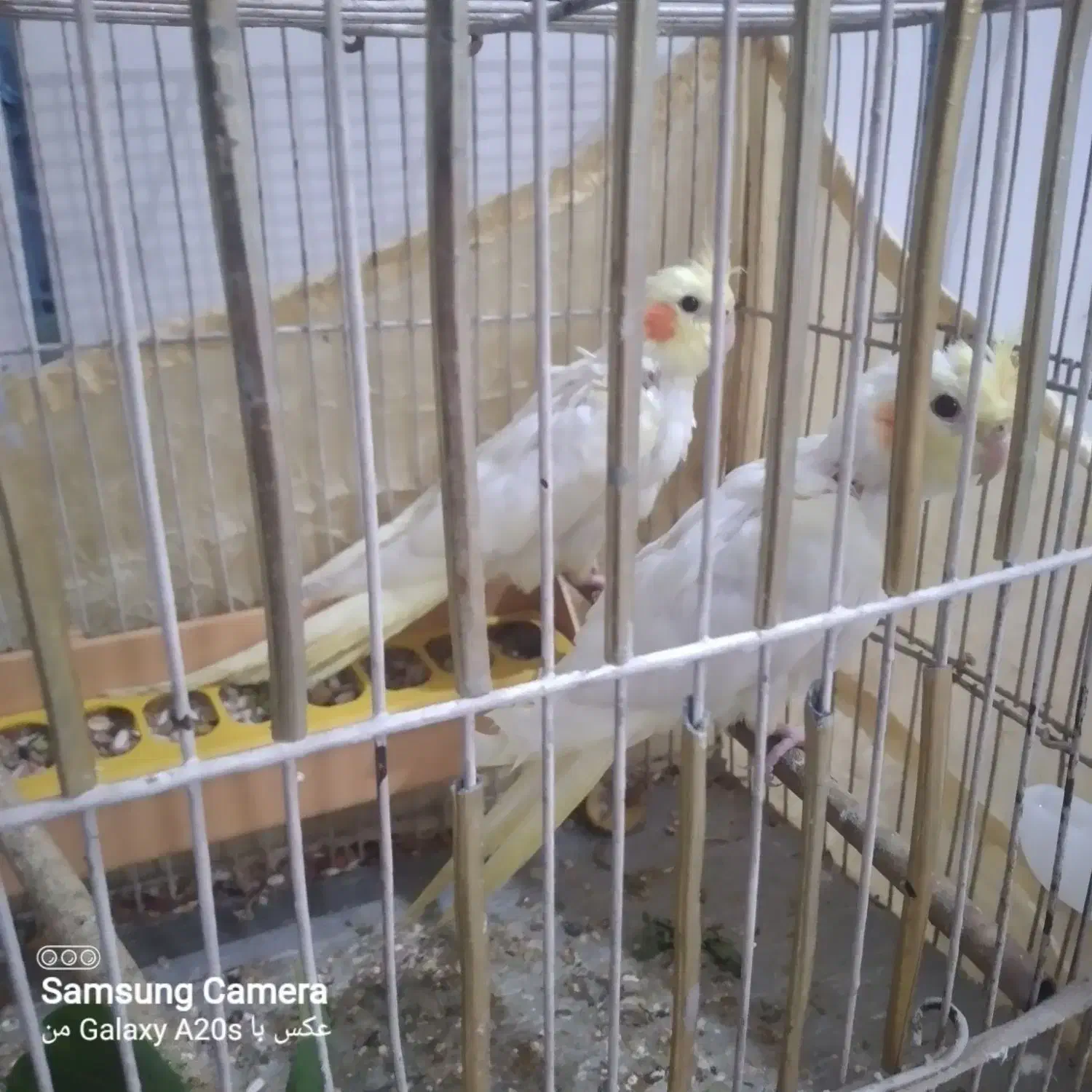 سرلاکی پاریس|پرنده|کارون, |دیوار