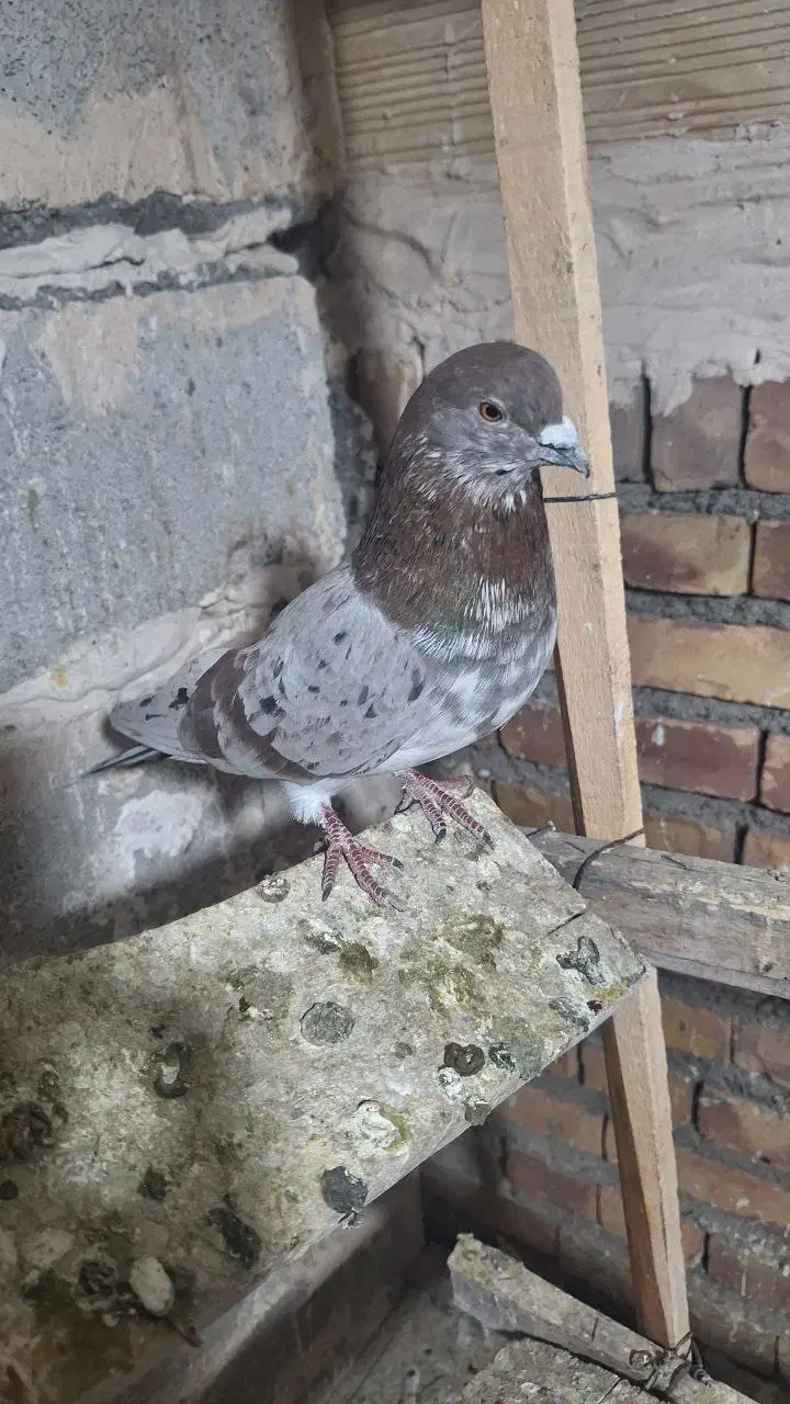 تعد ۷ عدد کبوتر پرشی|پرنده|فیرورق, |دیوار