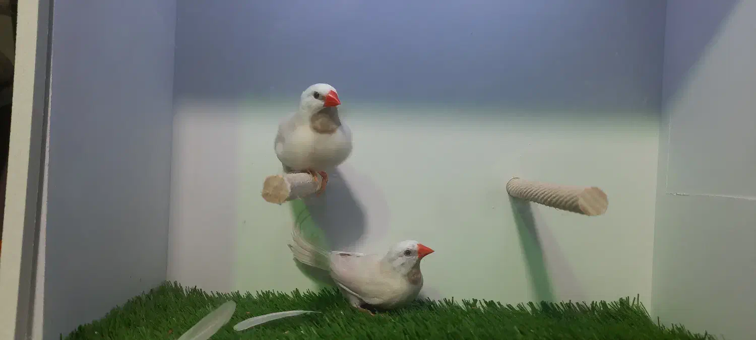 فنچ کراوات|پرنده|تهران, زنجان جنوبی|دیوار