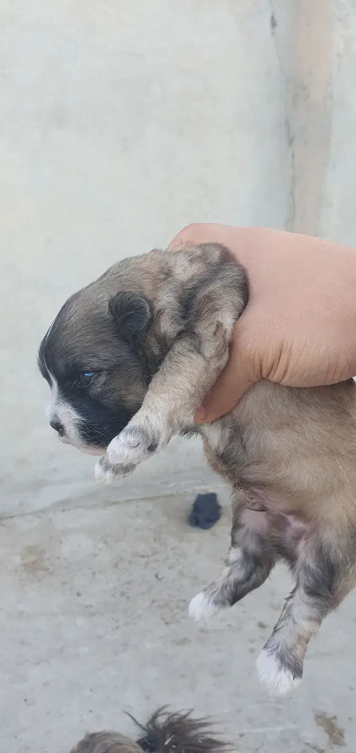 شیتزو تریر|سگ|مسجد سلیمان, |دیوار