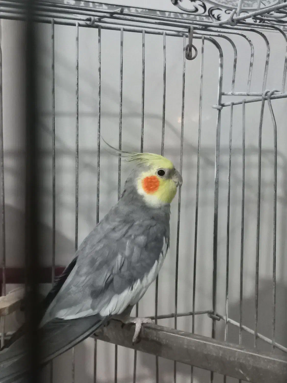 فروشی|پرنده|رباطکریم, الارد|دیوار