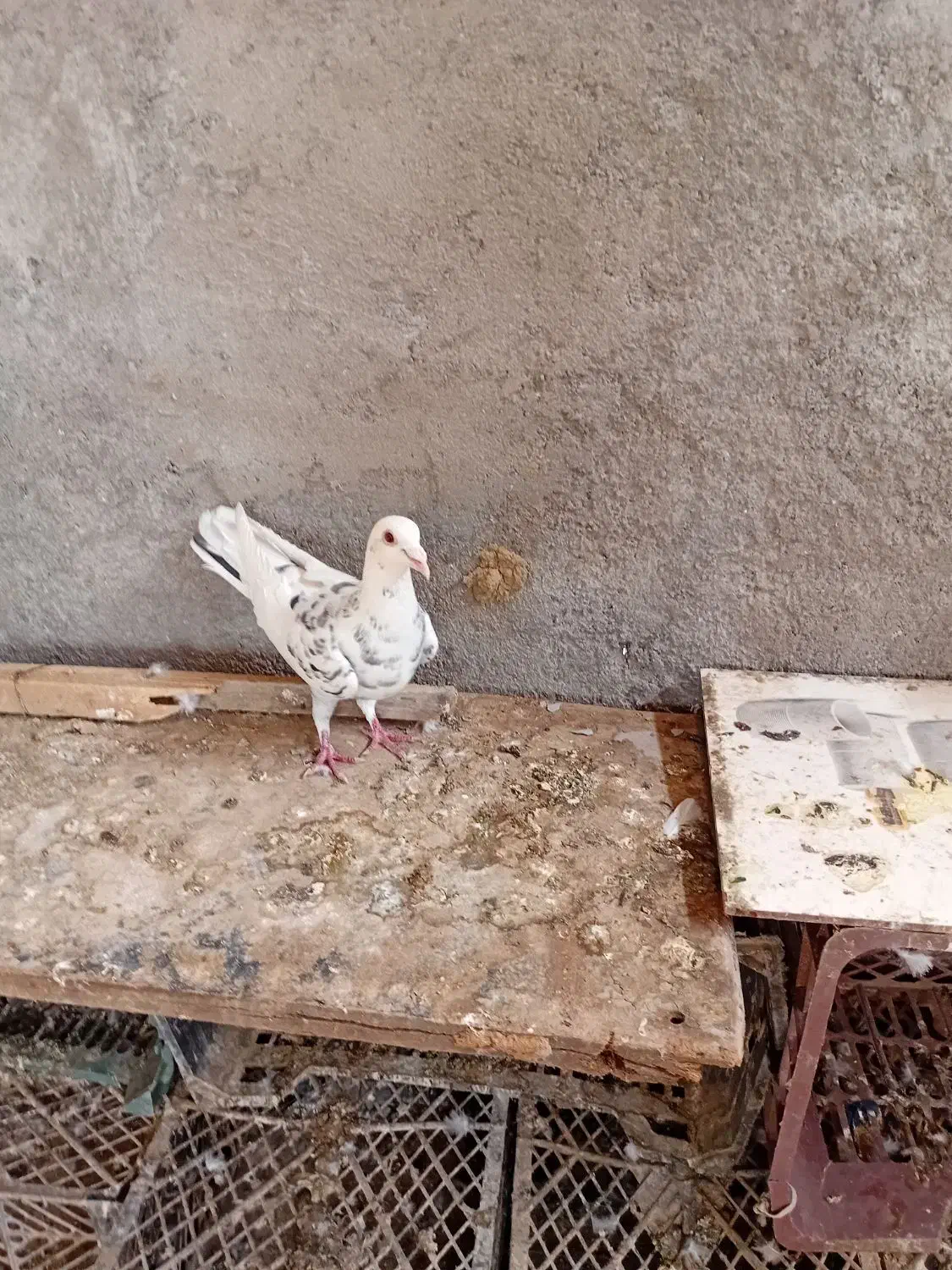 کبوتر سار|پرنده|قرق, |دیوار