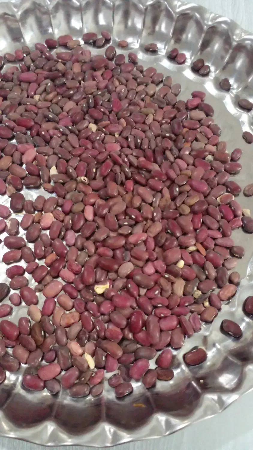 باسلام لوبیا قرمزبدون کود|خوردنی و آشامیدنی|قیدار, |دیوار