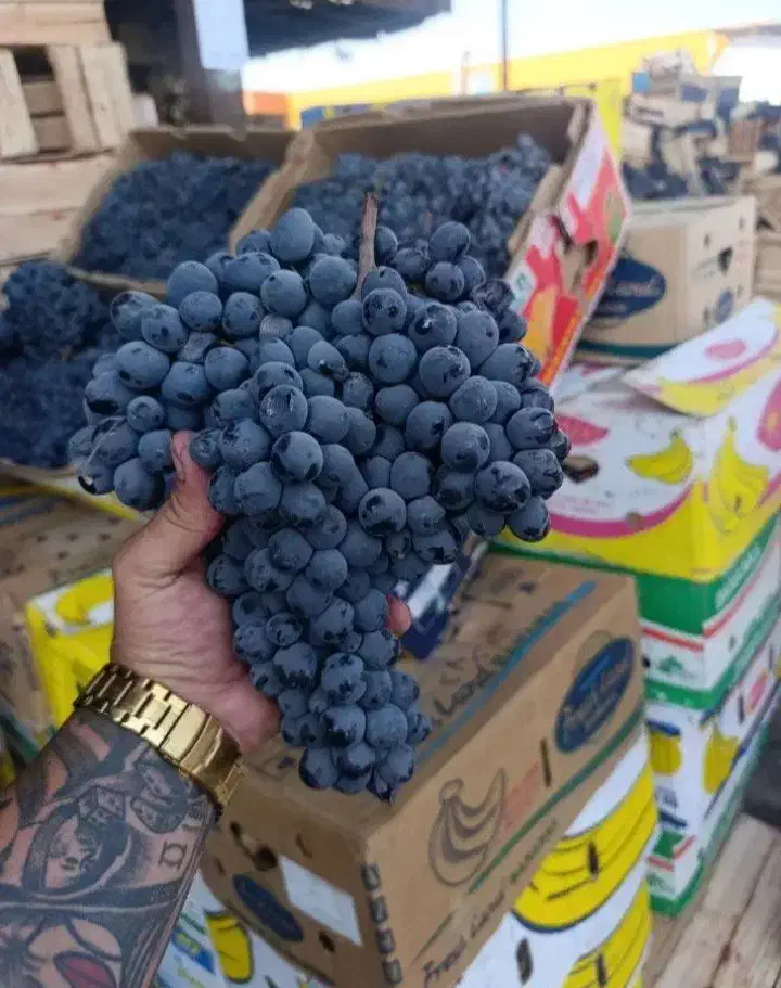 انگور سر دشت|خوردنی و آشامیدنی|تهران, میدان میوه و تره‌بار مرکزی|دیوار