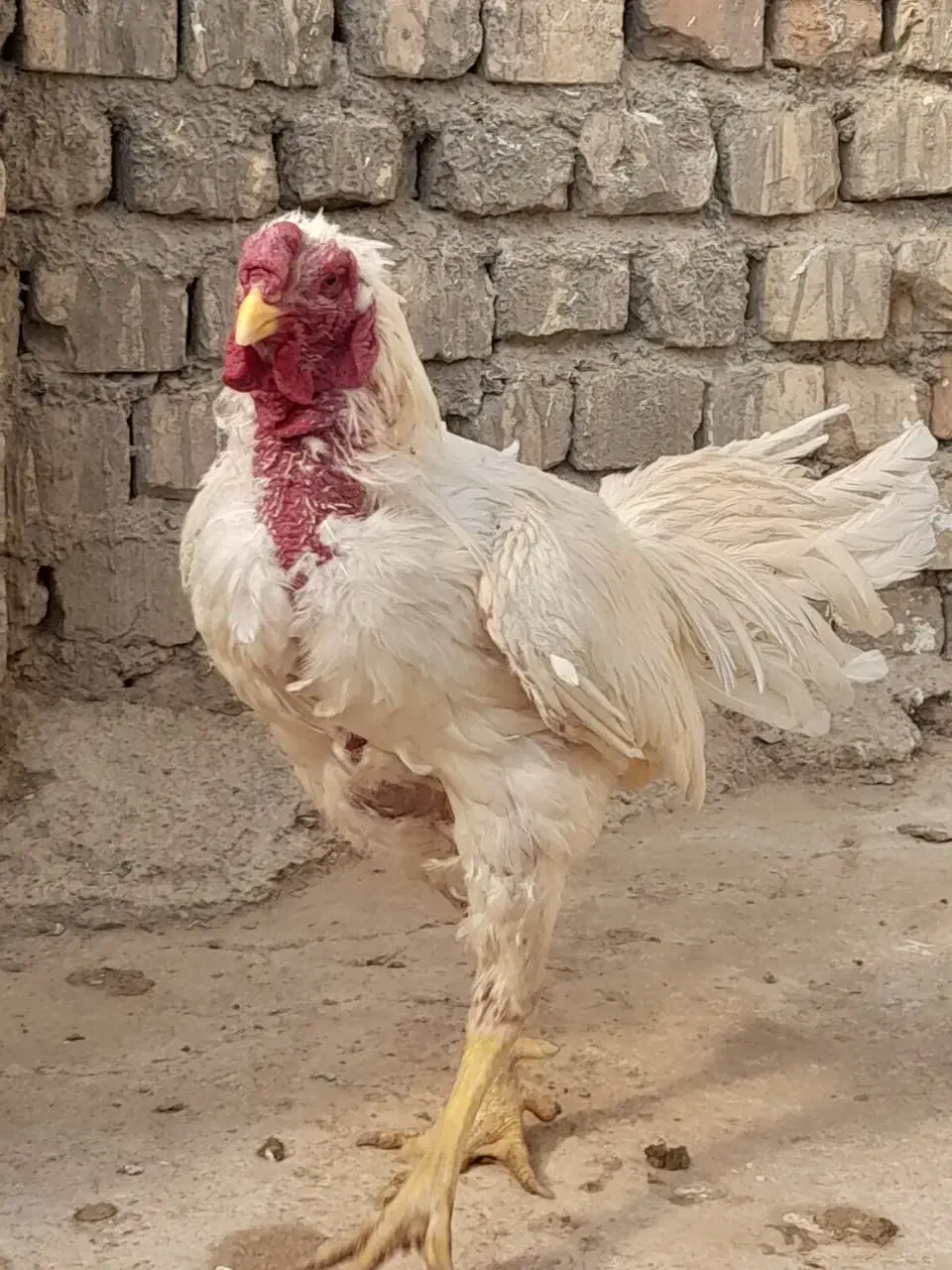 خروس لاری|حیوانات مزرعه|قنوات, |دیوار