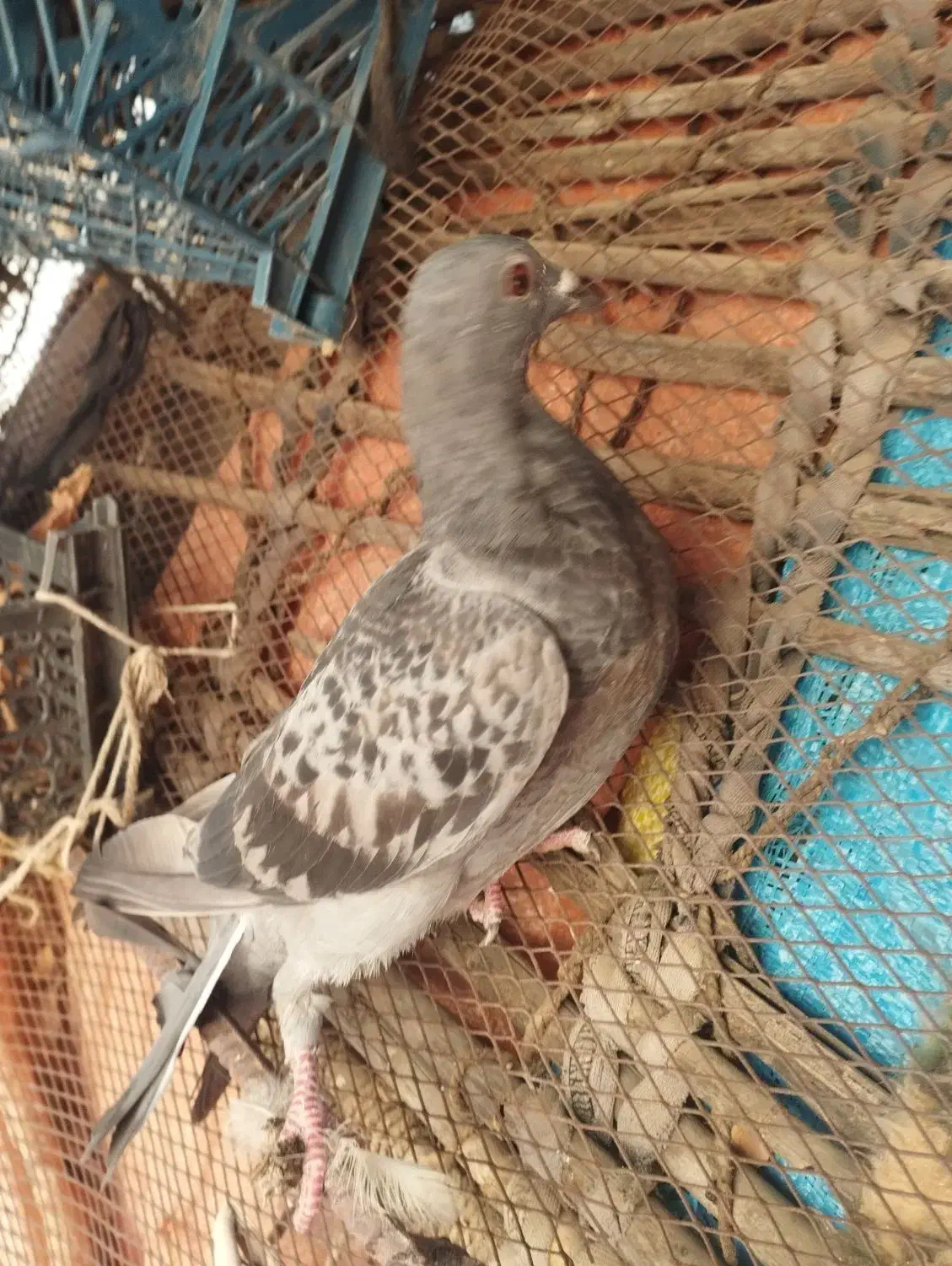 کبوتر پلاکی|پرنده|آبدانان, |دیوار