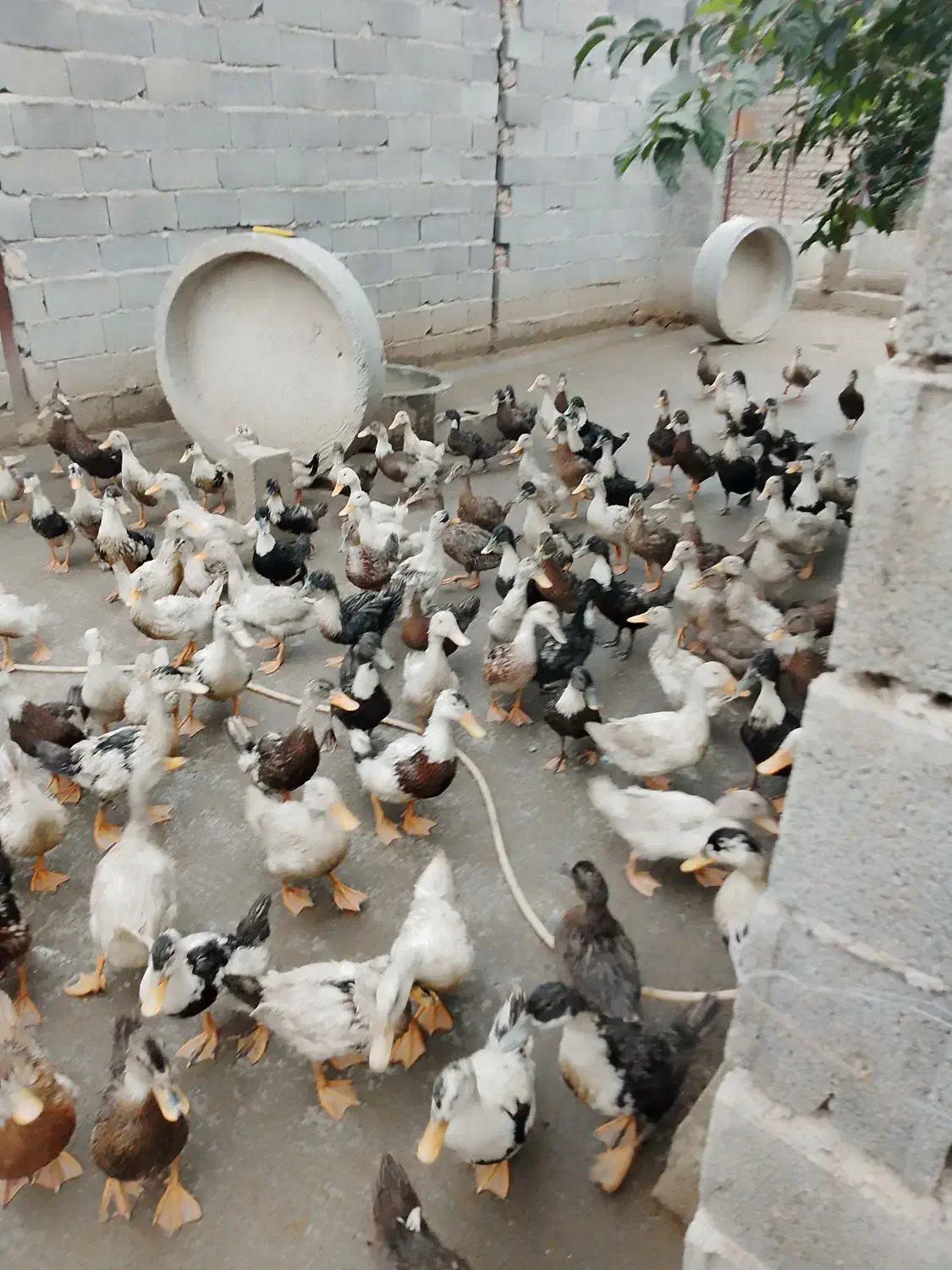 اردک ورامینی جوان و اردک خارجی های ماده|حیوانات مزرعه|گرگان, |دیوار