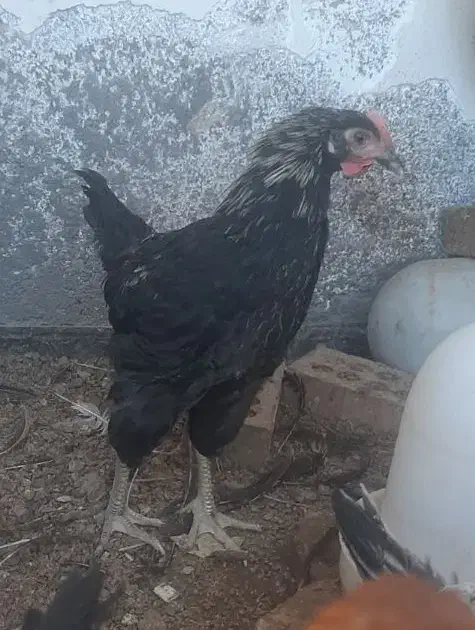 جوجه خروس|حیوانات مزرعه|نیشابور, شهرک بهارستان|دیوار