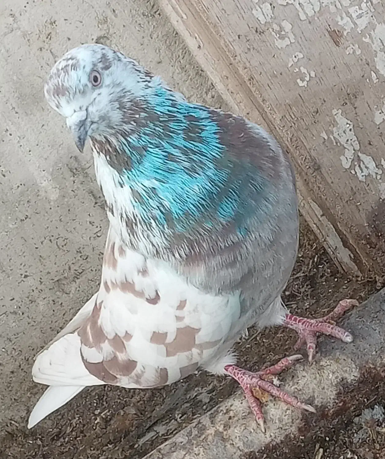 کبوترصیدکردم|حیوانات|اردبیل, |دیوار