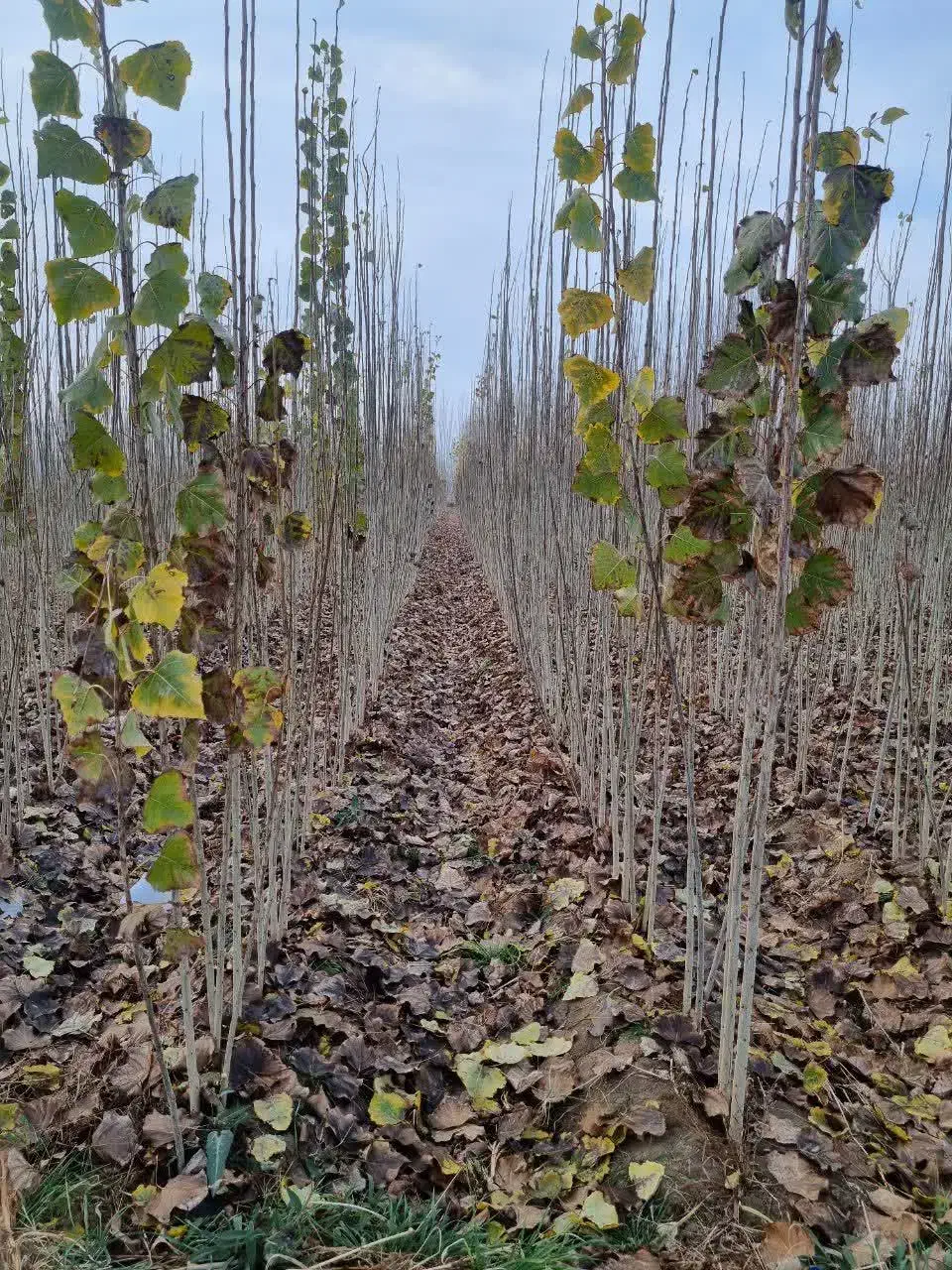 تولید توزیع نهال سنوبر 3الی4 متری|خدمات باغبانی و درختکاری|آران و بیدگل, |دیوار