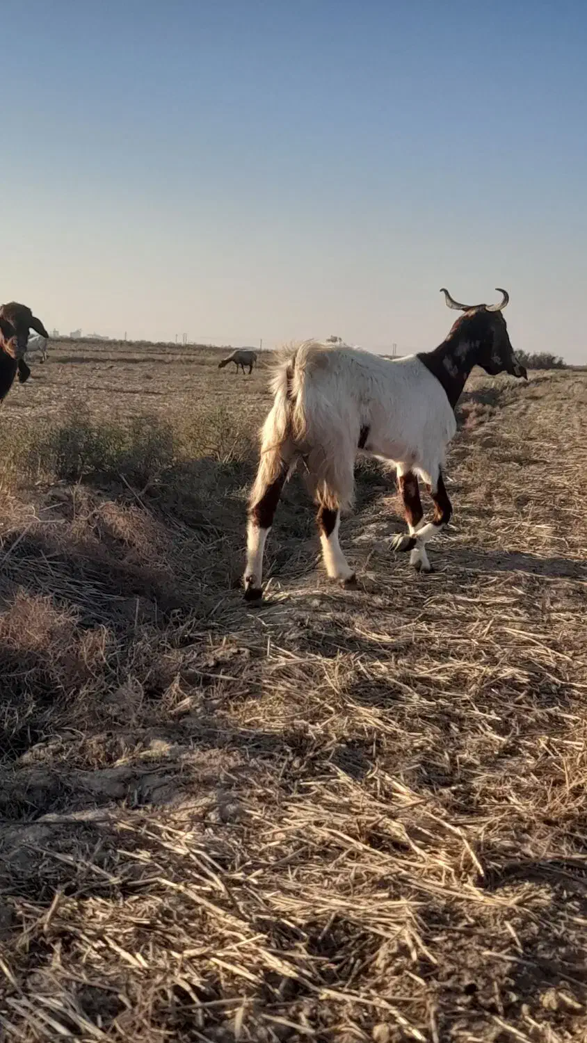 بزآبستن|حیوانات مزرعه|گنبد کاووس, |دیوار