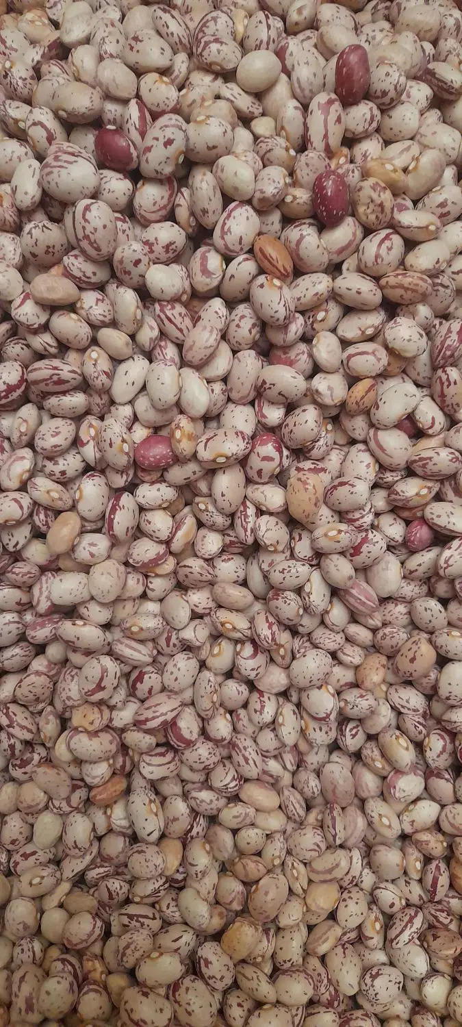 حبوبات|خوردنی و آشامیدنی|تهران, خواجه نظام الملک|دیوار
