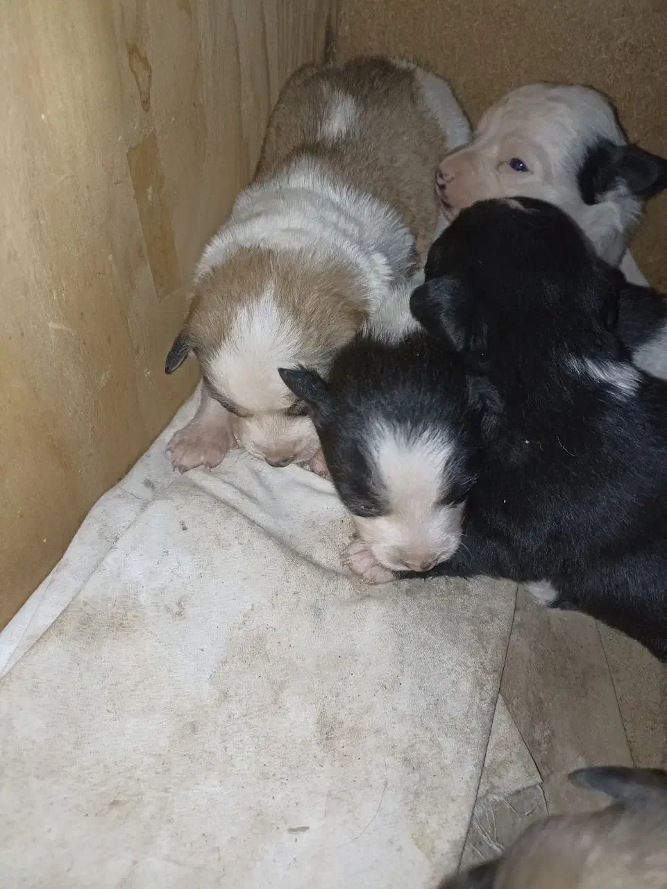 واگزاری طوله سگ های گوش تیز|سگ|نیشابور, شهرک رسولی|دیوار