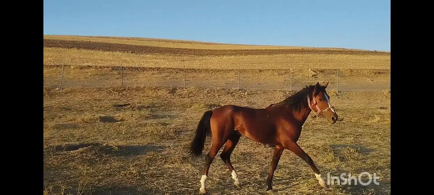 حیوانات|حیوانات مزرعه|هشترود, |دیوار