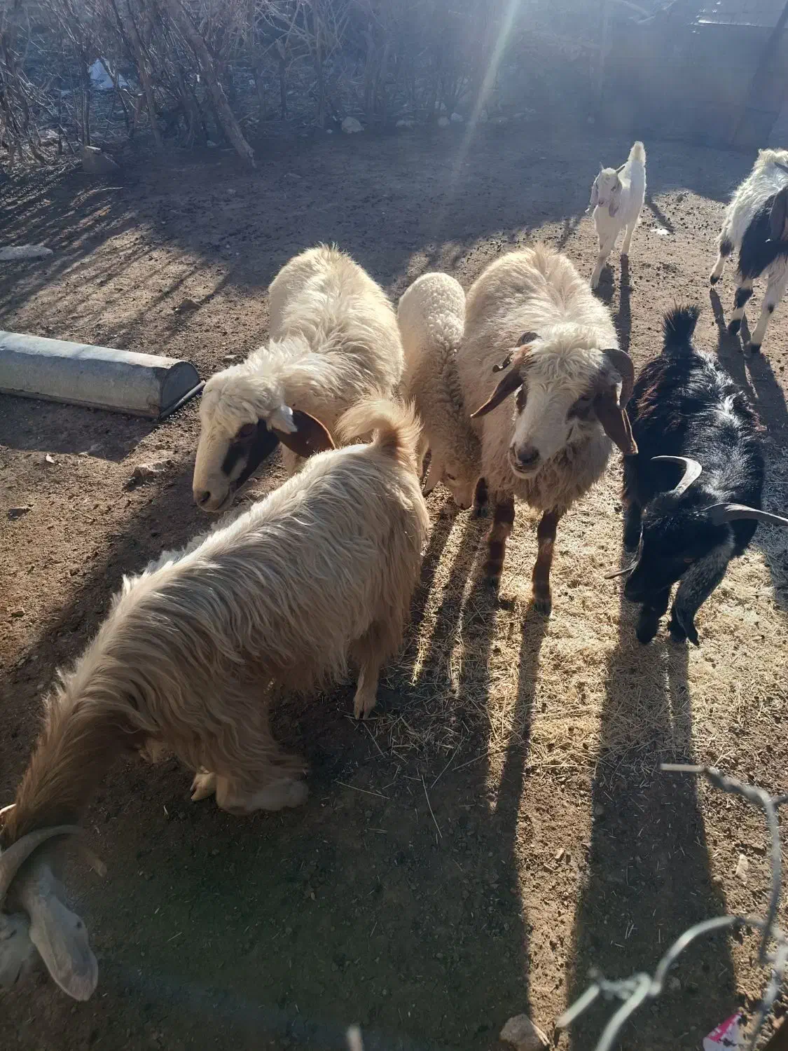 7راس گوسفند|حیوانات مزرعه|چوار, |دیوار