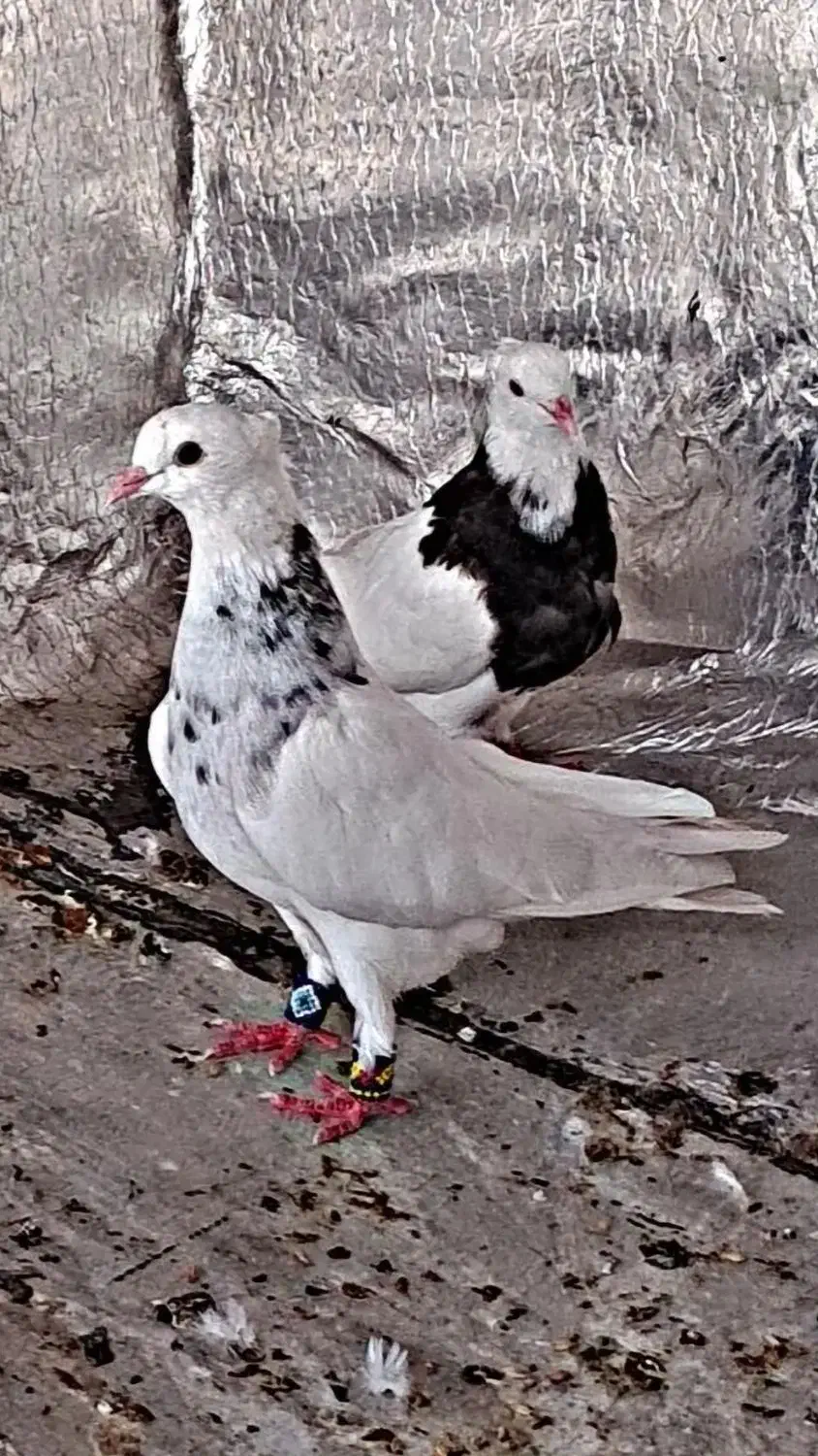 طوقی الماسی|پرنده|شبانکاره, |دیوار