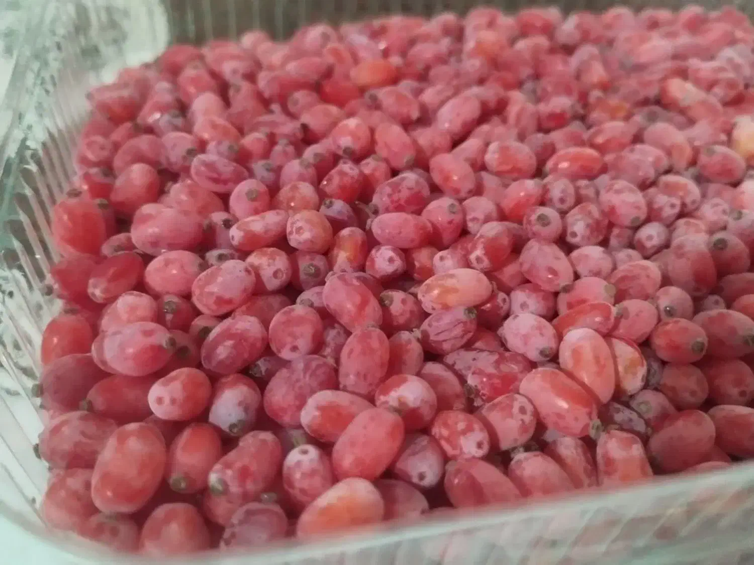 زرشک دونه شده بادست بدون دم و برگ قیمت هرکیلو۲۰۰|خوردنی و آشامیدنی|مشهد, ترمینال|دیوار