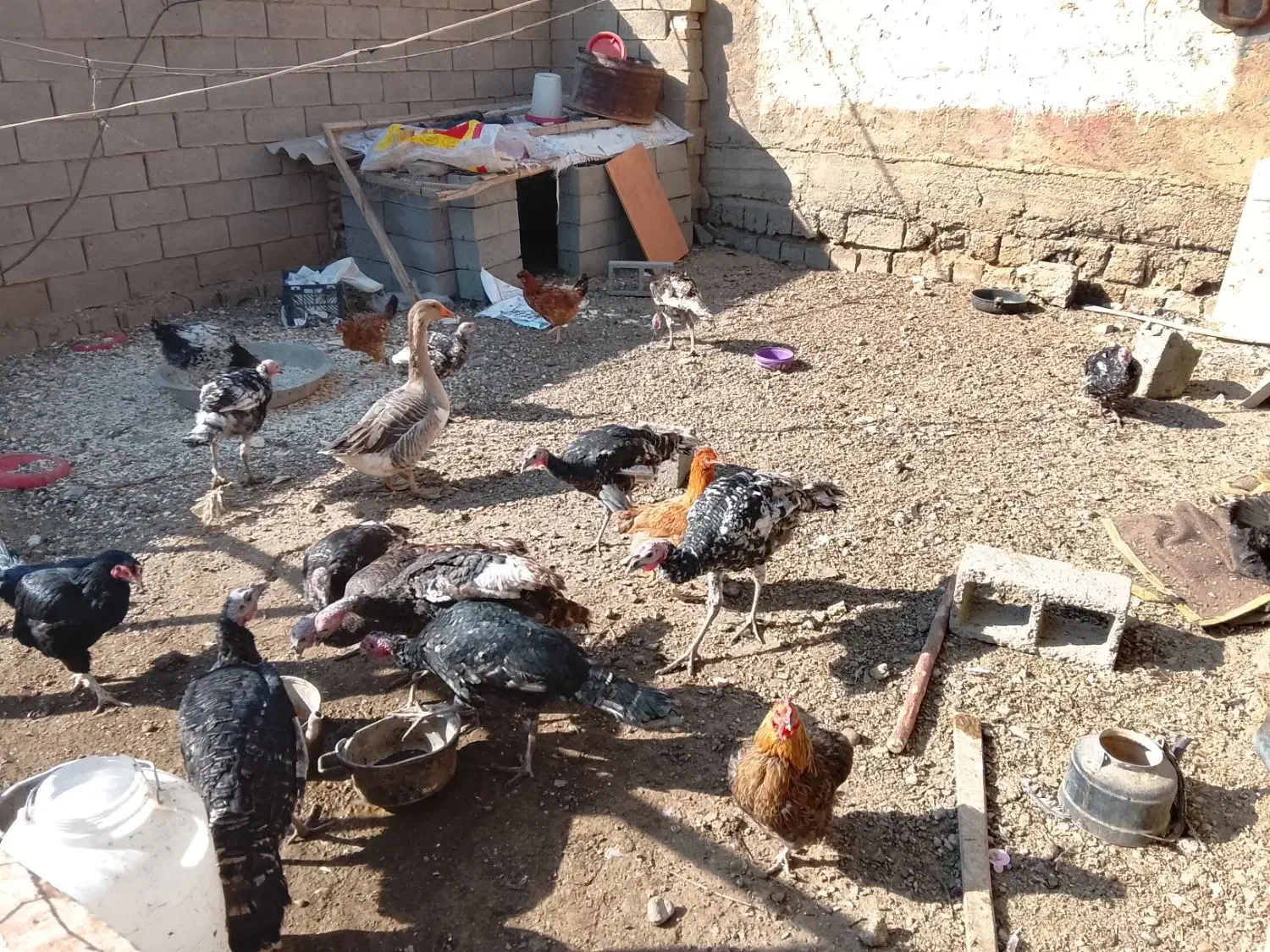 فروش بوقلمون بدلیل نیازمالی|حیوانات مزرعه|لیلان, |دیوار